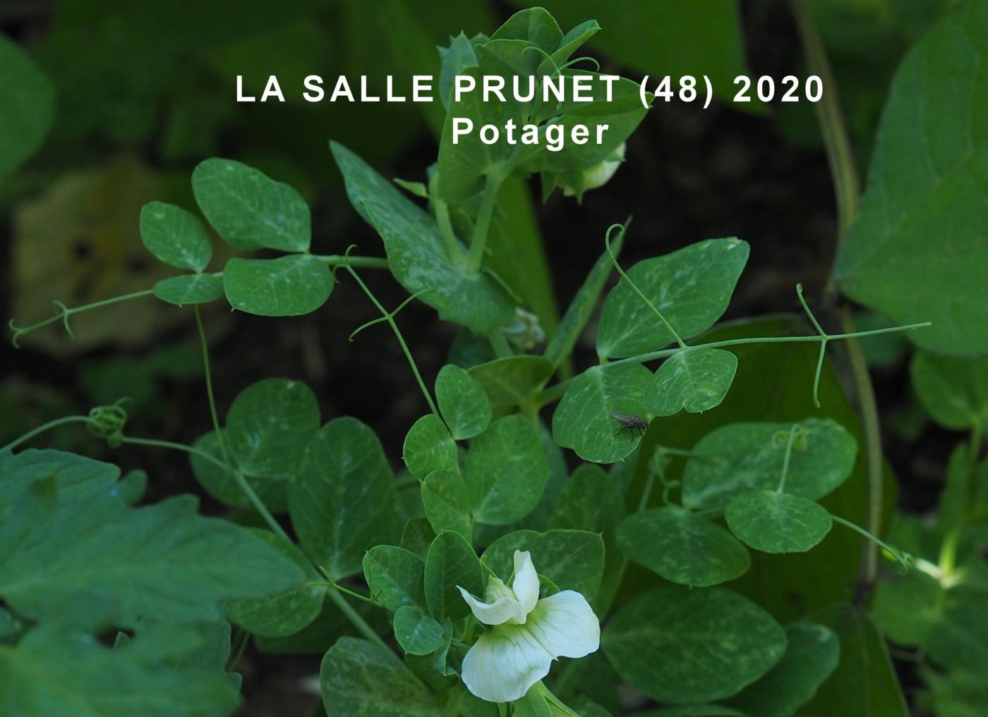 Pea, Cultivated leaf